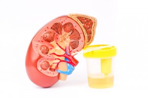 di-section of a kidney with cup